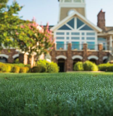 Closeup of grass with a house in the background