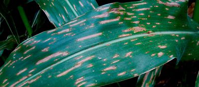 Gray leaf spot on corn leaf