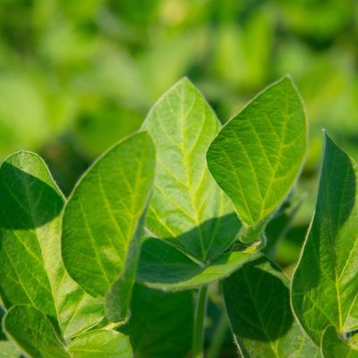 Green soybean leaf
