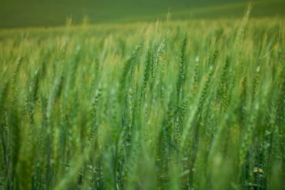 green wheat