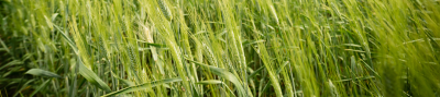 Green wheat field