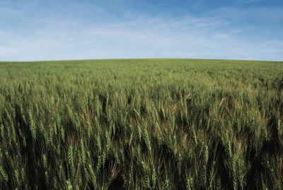 Green wheat field, blue sky