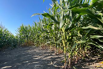 Ground level view of corn stalk roots