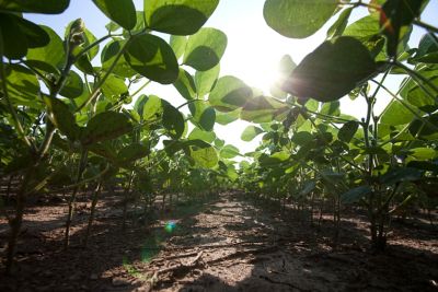 Ground level view of healthy soybeans