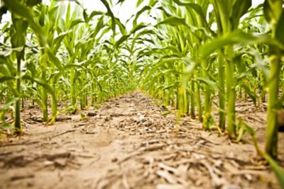 Corn rows at ground view