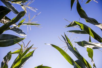 Looking up thru tasseled corn - blue sky