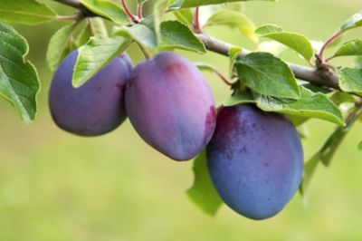 three plums on a tree