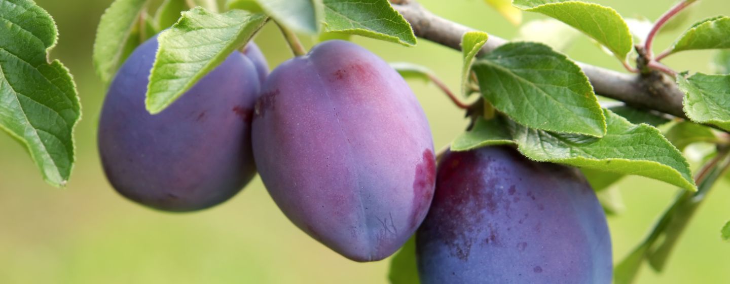three plums on a tree