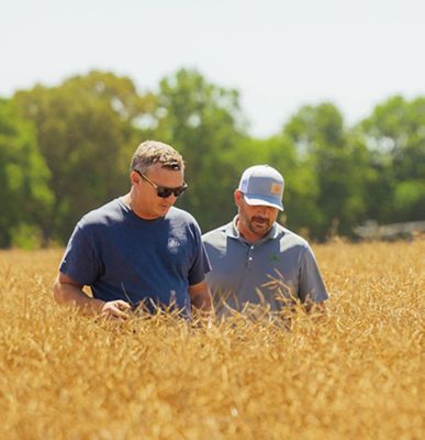 Two men looking down in a field of winter canola that is up to their chests.