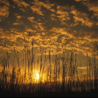 Sunset over habitat