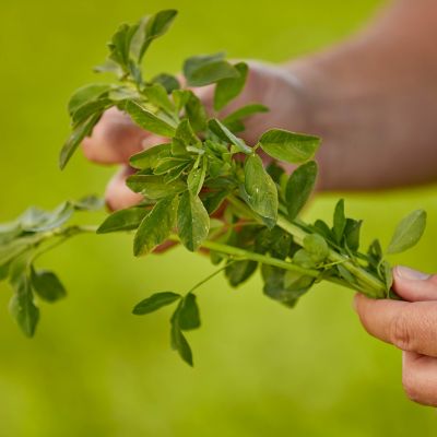 Hand holding alfalfa plant - blurred field in background