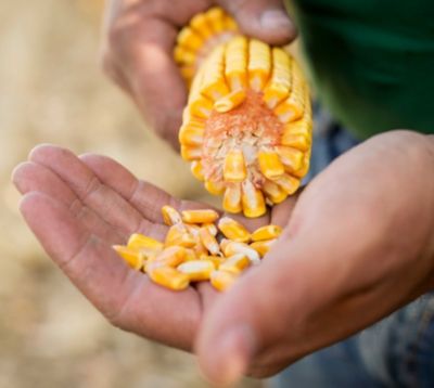 Closeup - hand holding corn cob and kernels