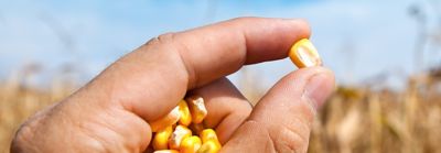 hand holding corn seed