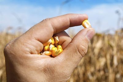 hand holding corn seed