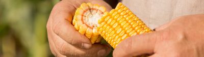 Corn Defensive Traits and Technologies | Pioneer® Seeds