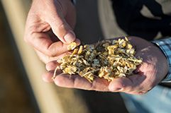 Corn Silage Management