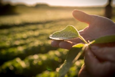 Hand holding soybean leaf - closeup