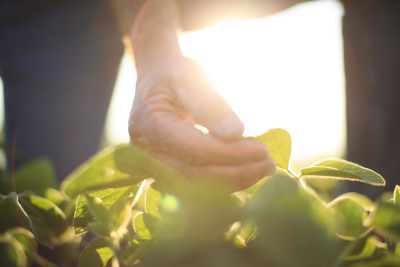hand holding soybean leaf