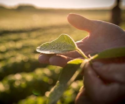 Hand holding soybean leaf - mid season - closeup