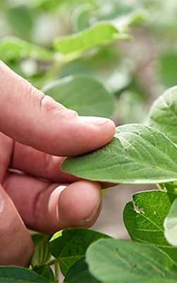 A farmer examining the leaf of a Pioneer brand Enlist E3 soybean plant