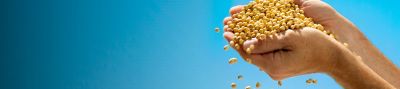 Plenish® High Oleic Soybeans