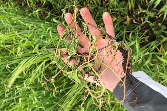Hand holding weeds in field