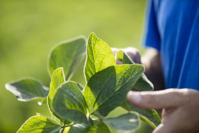 White Mold Management
