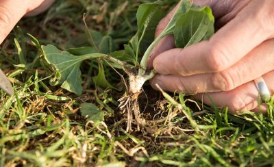 Hand pulling weed out of grass