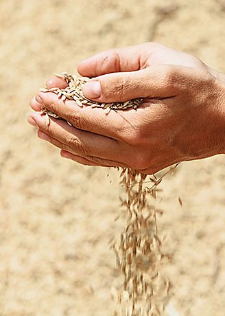 Handful of rough unmilled rice grains