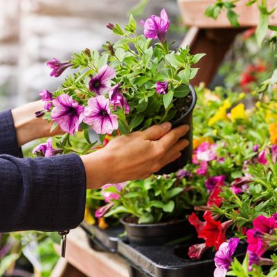 hands carrying potted pink flowers