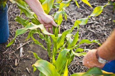 examining corn leaves