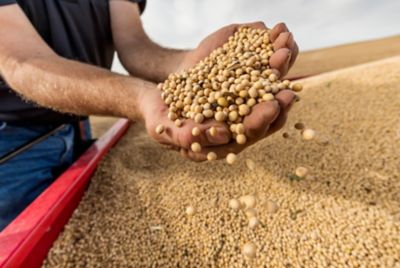 Photo - hands holding soybean seeds over harvest bin