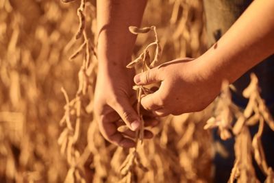 hands picking soybeans