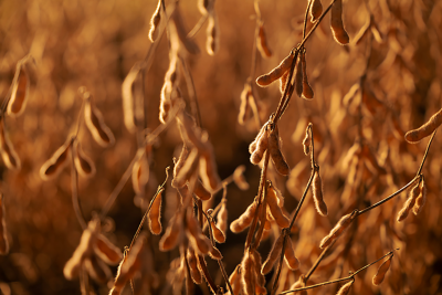 Harvest ready soybeas