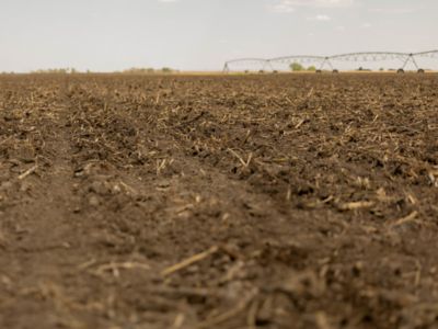 harvested field - corn stalks