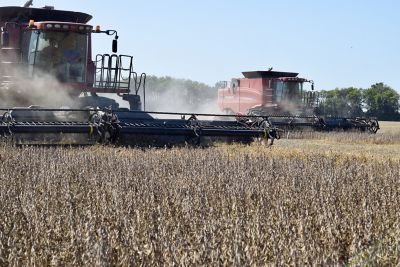 Harvesting soybeans; two combines