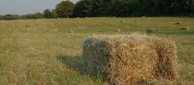 A bundle of hay in a pasture