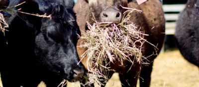 A brown cow and a black cow eating hay