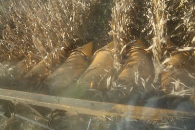header of picker harvesting corn