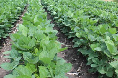 Soybean rows