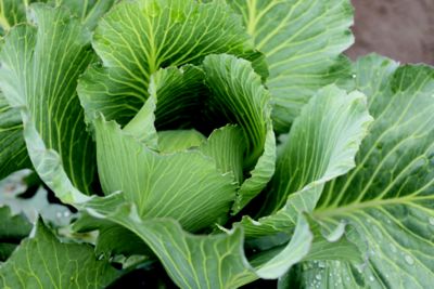 cabbage plant