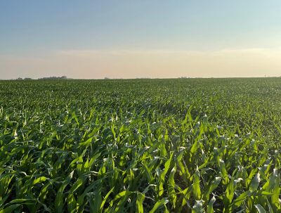 Healthy corn field at sunrise