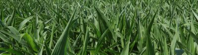 Healthy corn field