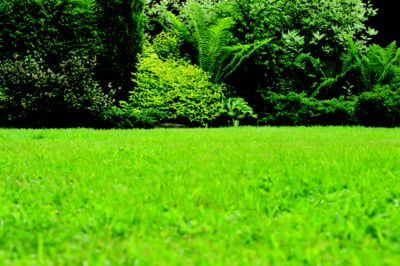 Healthy lawn with ornamental landscape in background