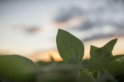 Healthy soybean plant midseason; sunset