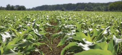 young corn in field