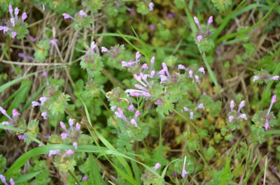 henbit