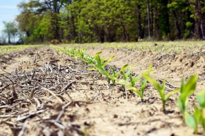 Early emergence corn 