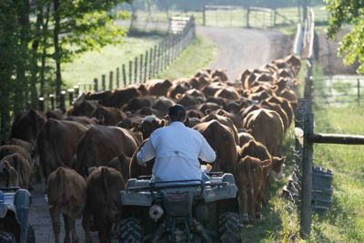 Herding cattle