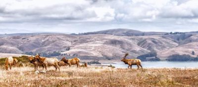 Hero image cattle grazing grassland